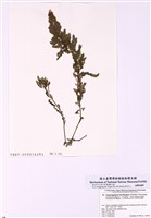 藏品(蘆筍藻)的圖片